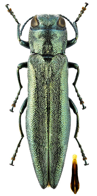 Agrilus tschitscherini Semenov, 1895