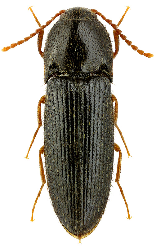 Ampedus adrastoides (Rtt.)