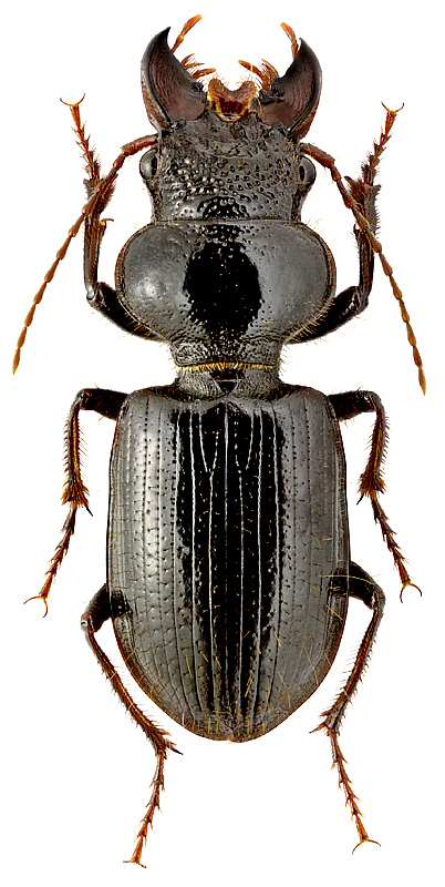 Carenochyrus titanus Sols.