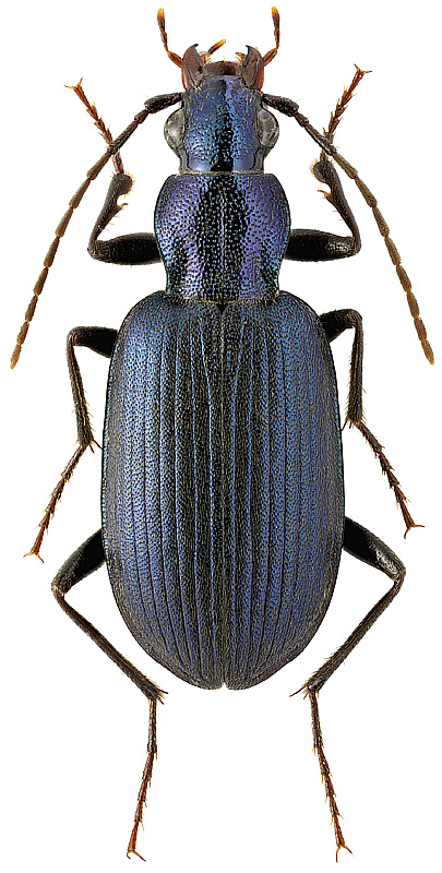 Chlaenius (Trichochlaenius) steveni (Quensel, 1806)