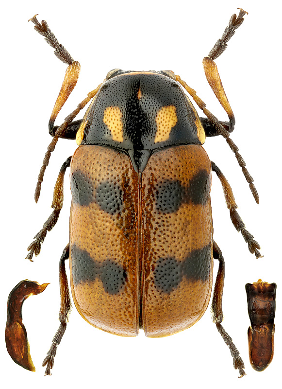 Cryptocephalus pustulipes Mén.