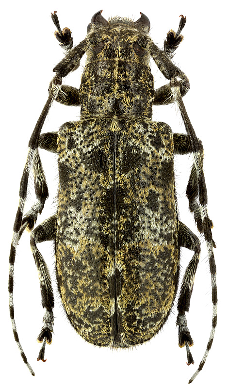 Mesosa hirsuta Bates, 1884