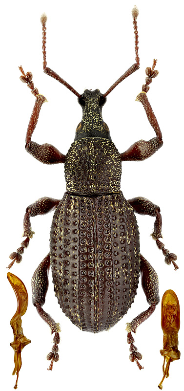Otiorhynchus (Magnanotius) deubeli Gglb.