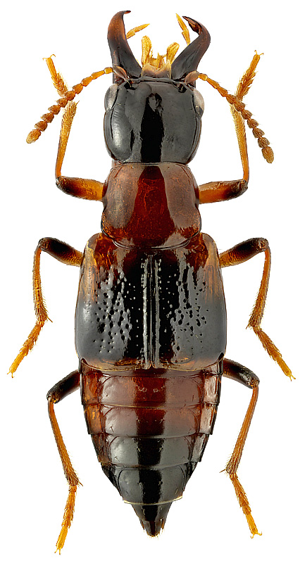 Pseudoxyporus dybowskii (Solsky, 1871)