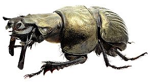 Geotrupidae: Lethrus arnoldii Nikol.