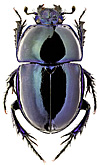 Geotrupidae: Trypocopris caspius (Motsch.)