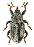 Curculionidae: Tychius picirostris (F.)