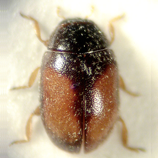 Nephus redtenbacheri (Muls., 1846)