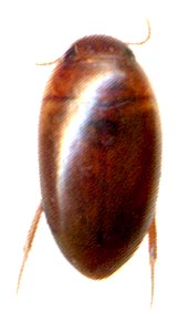 Noterus angustulus