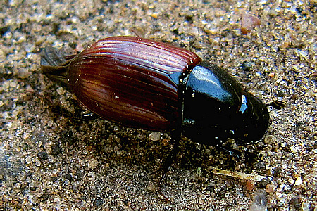 Scarabaeidae: Aphodius (Acrossus) depressus Kugelann, 1792