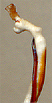 Oedecnema gebleri: endophallus