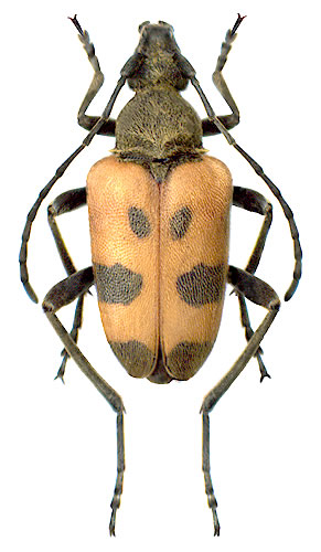  Pachytodes cerambyciformis - female