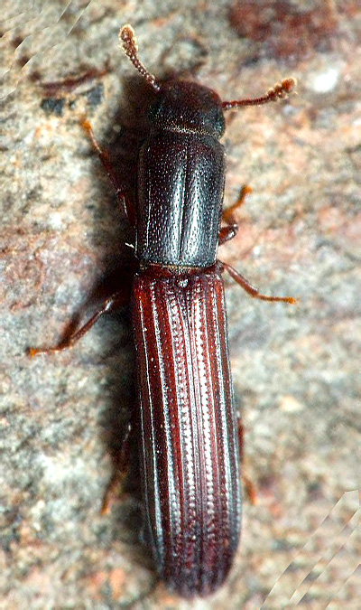 Colydium elongatum (Fabricius, 1787) - det. .. 