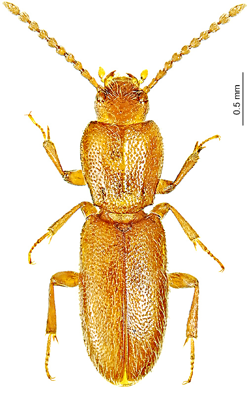 Osphyoplesius loebli Español, 1975