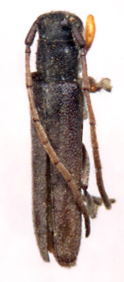 Phytoecia ferrea