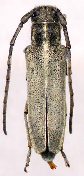 Phytoecia nigricornis