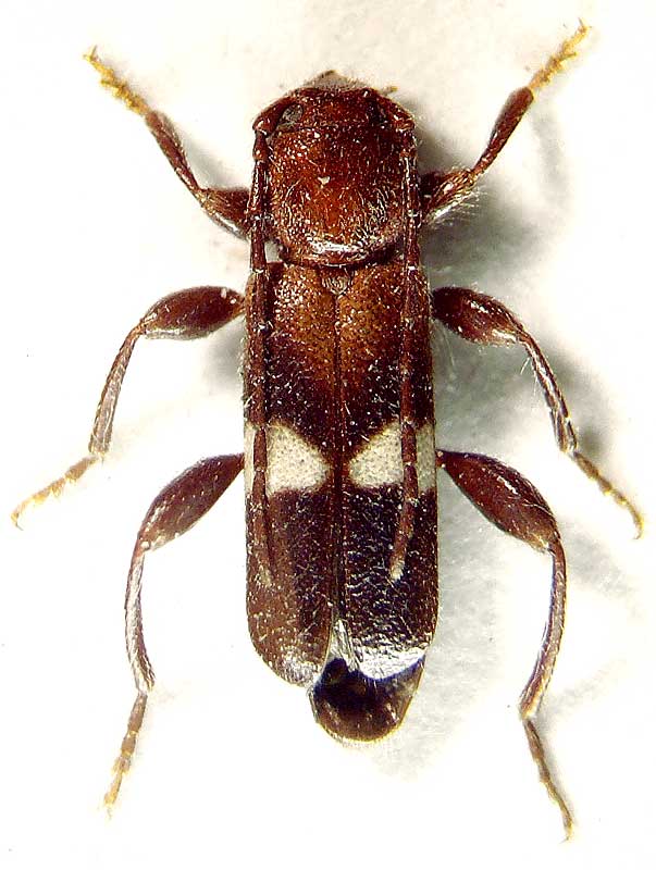 
   Phymatodes (Paraphymatodes) fasciatus  