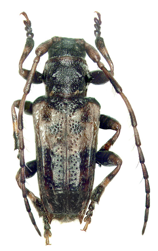 Pogonocherus (s.str.) hispidulus 