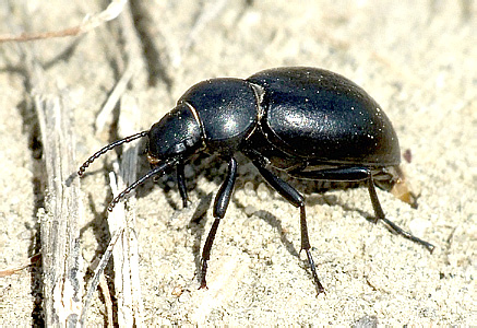 Tentyria nomas