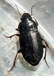 Harpalus sp.