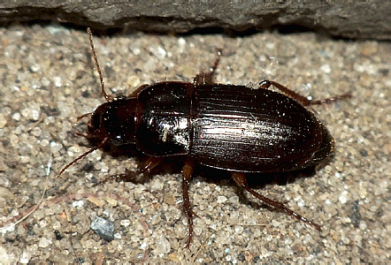 Harpalus sp.