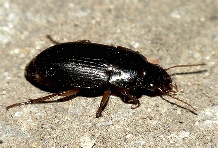 Harpalus sp.