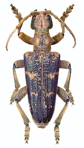 Rhagium sycophanta - dark male