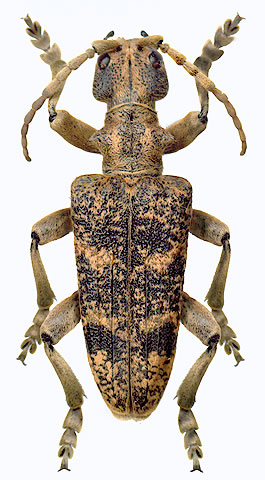 Rhagium sycophanta - male