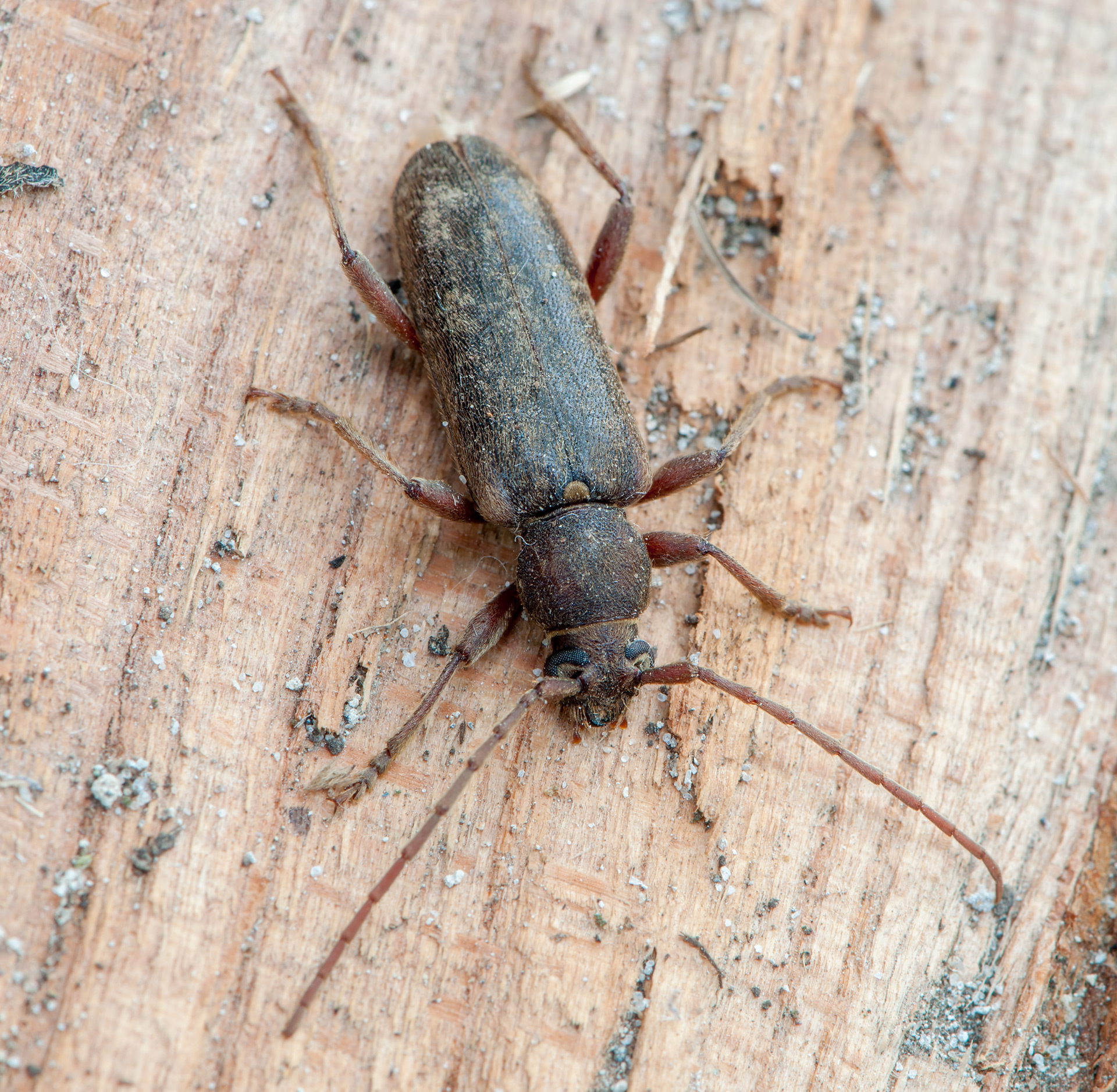 Определить жука. Trichoferus Campestris Жук. Trichoferus Campestris Жук усач. Trichoferus Campestris (Faldermann, 1835) фото. Что за Жук.