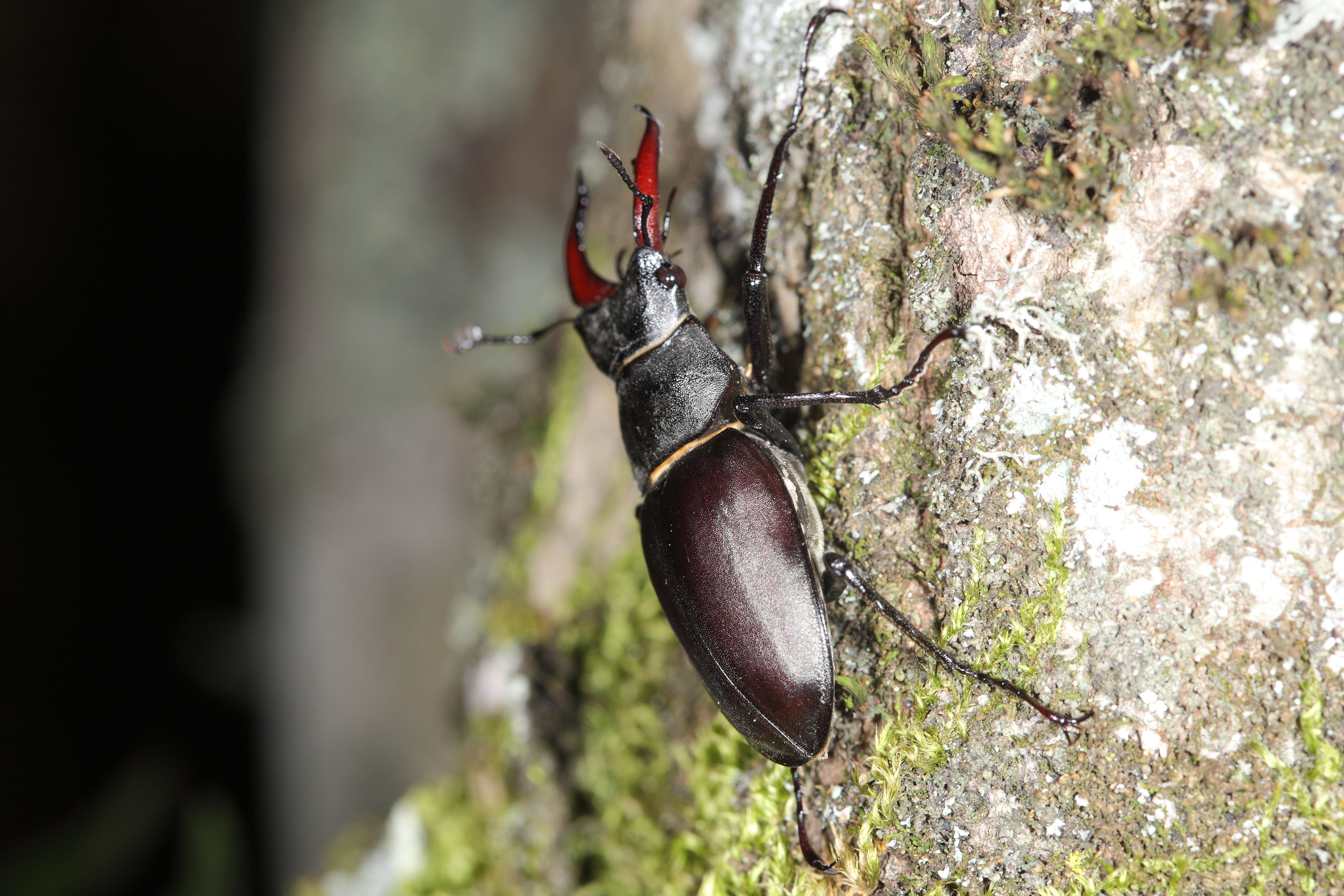 Жук олень фото. Жук Lucanus Cervus. Жук олень Рогач. Майский Жук Рогач. Жук-олень (Lucanus Cervus).