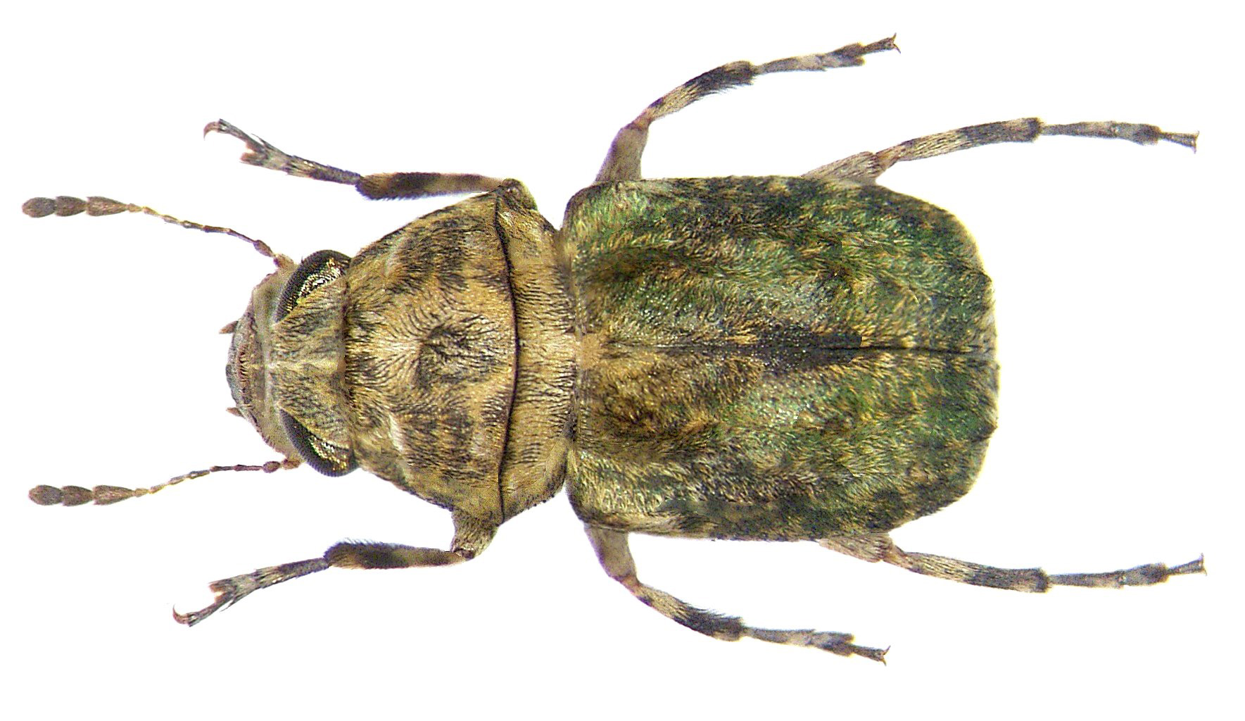 Crypturopus tuberculatus