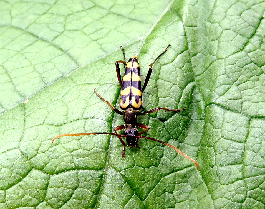 Leptura (s. str.) annularis annularis Fabricius, 1801</b> - det. M.L.Danilevsky, 2016