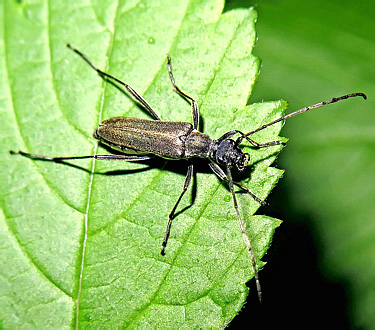 Strangalomorpha tenuis Solsky, 1873</b> - det. M.L.Danilevsky, 2016