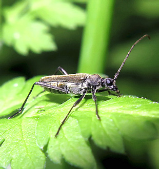 Strangalomorpha tenuis Solsky, 1873</b> - det. M.L.Danilevsky, 2016