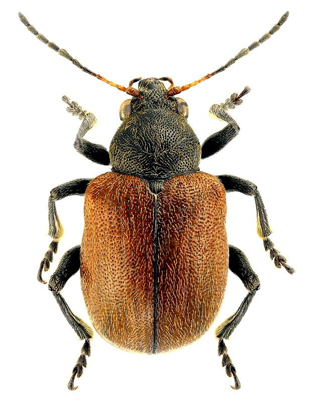 Bromius obscurus (Linnaeus; 1758) ab. villosulus Schrnk.