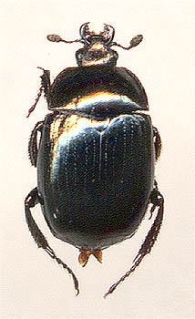 Sphaerites politus, female