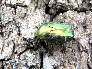 Cetonia aurata (L., 1758)