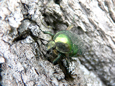 Cetonia aurata (L., 1758)