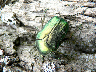 Cetonia aurata (L., 1758)