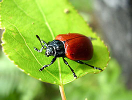   - Chrysomela populi Linnaeus, 1758 (Chrysomelidae)