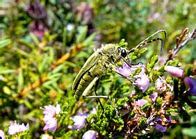   Lepturobosca virens (Cerambycidae)