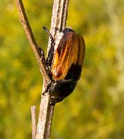  Anisoplia sp. (Scarabaeidae)