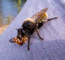 - (Diptera: Asilidae: Laphria flava)   (Coccinellidae: Calvia quatuordecimguttata)