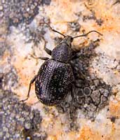  (Curculionidae)