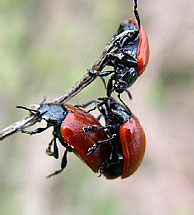  (Chrysomelidae)