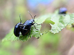  (Chrysomelidae)