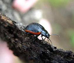  (Chrysomelidae)