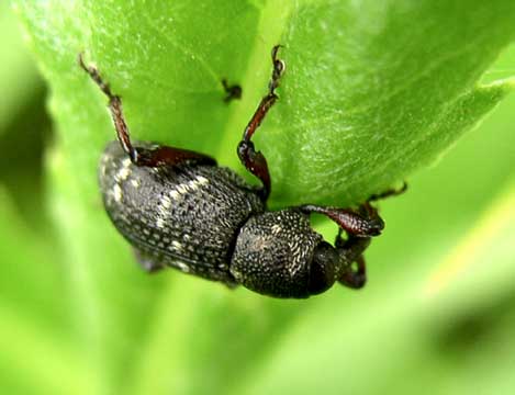  Hylobius sp.<br> (Curculionidae)