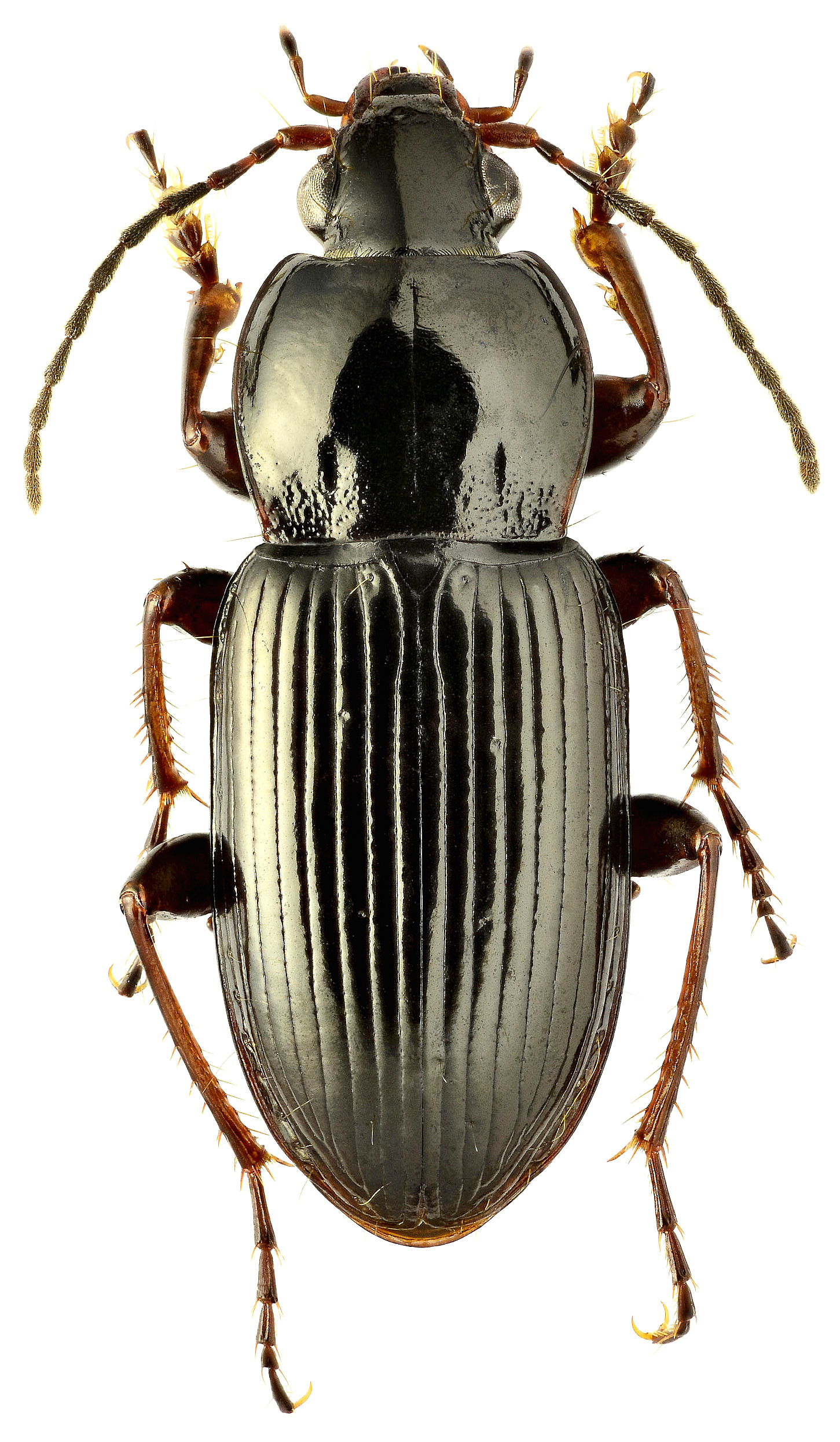 Pterostichus (Argutor)