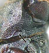 tuberculatus